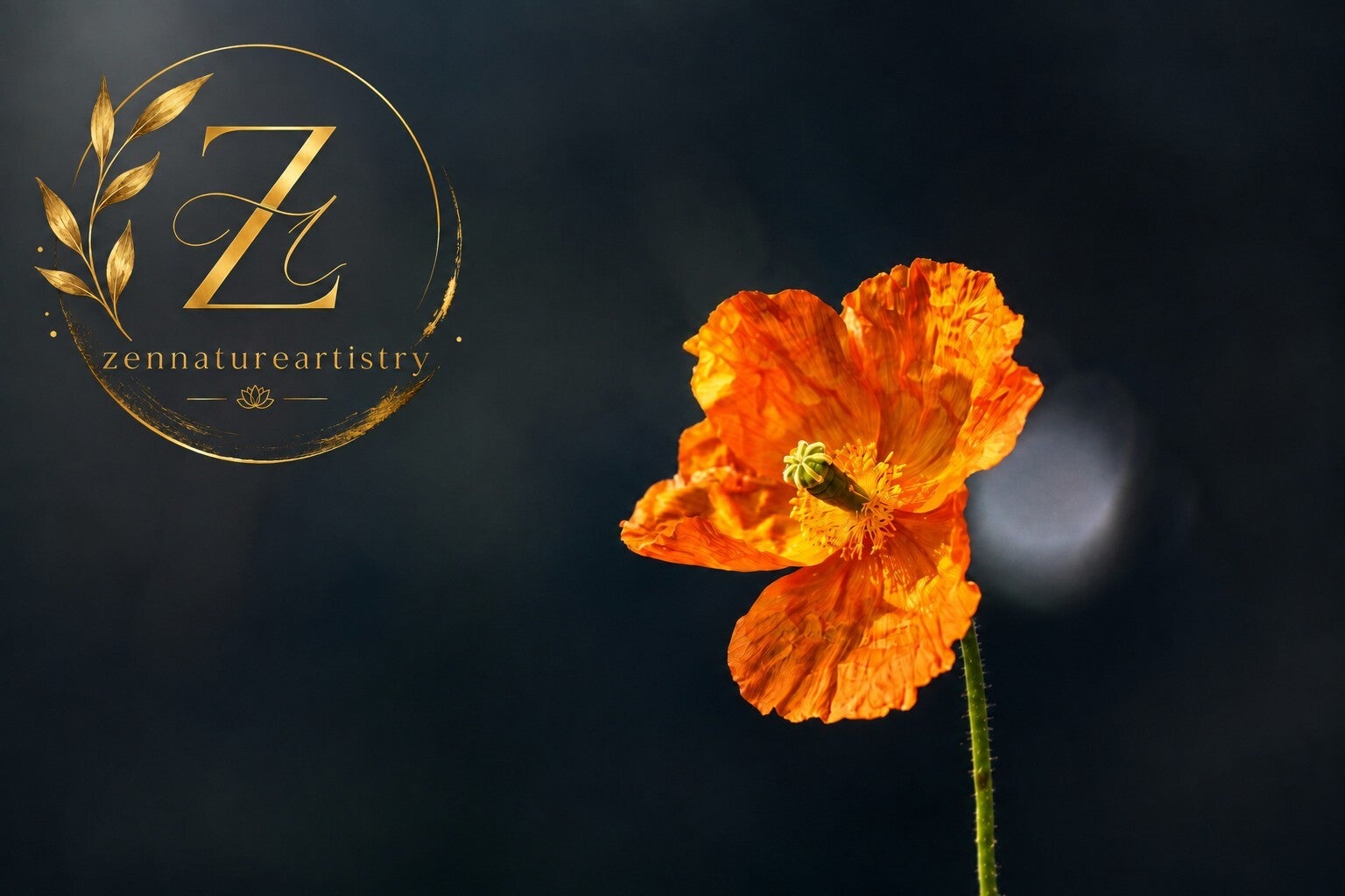 Spanish Poppy