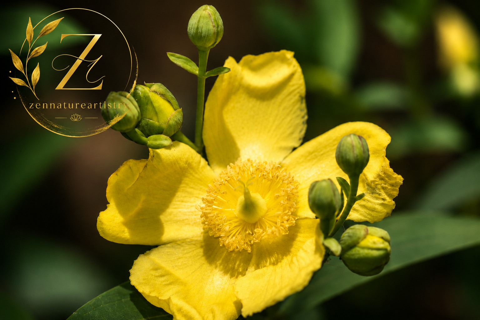 St Johns Wort