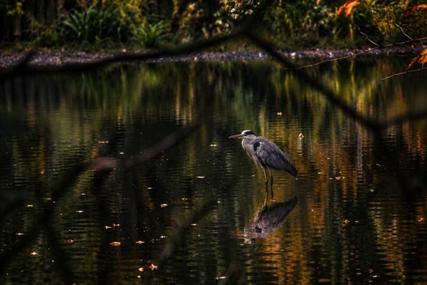 Still Waters
