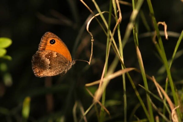 The amber gatekeeper