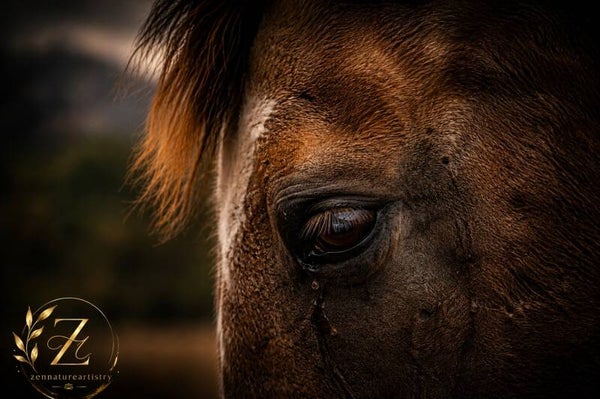 The Soulful Gaze