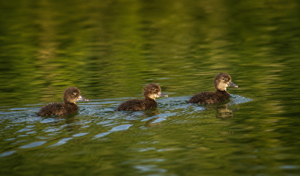 Three in harmony