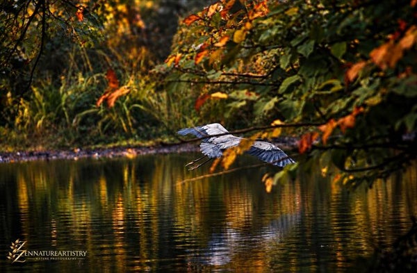 Through The Autumn Veil
