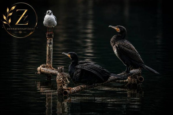 Two Great Cormorants