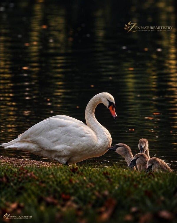 Under Mothers Watch