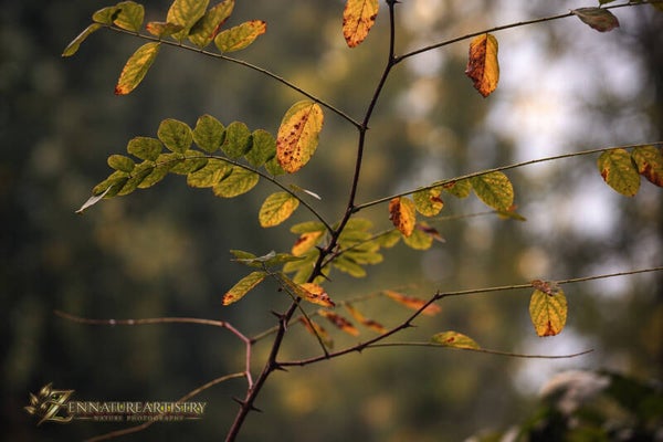 Whispers Of Autumn