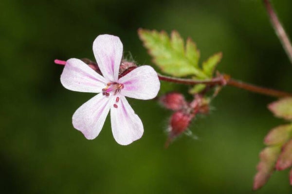 Wild flower