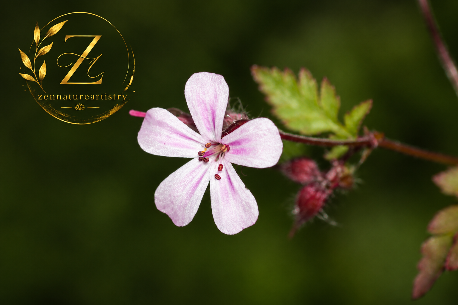 Wild Flower