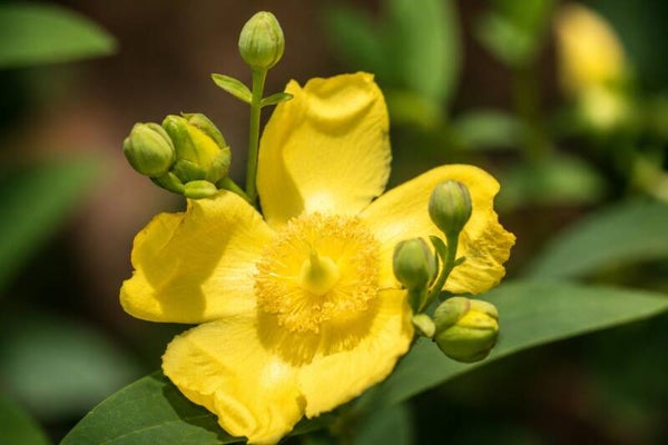 st Johns Wort