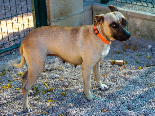 Lexi sucht ein neues Zuhause