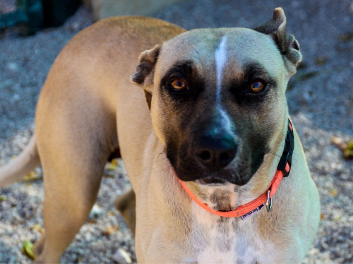 Lexi sucht ein neues Zuhause