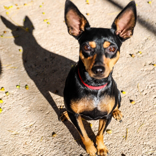 Perdita is looking for her new family