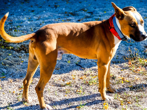 Silvester sucht ein neues Zuhause