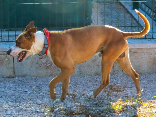 Silvester sucht ein neues Zuhause