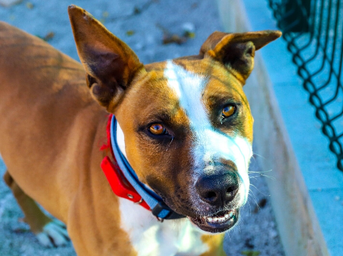 Silvester sucht ein neues Zuhause