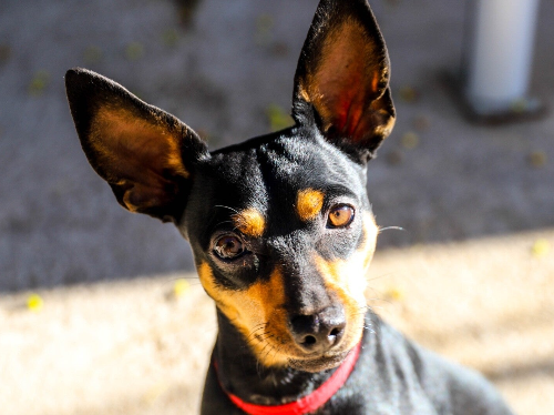 Perdita is looking for her new family