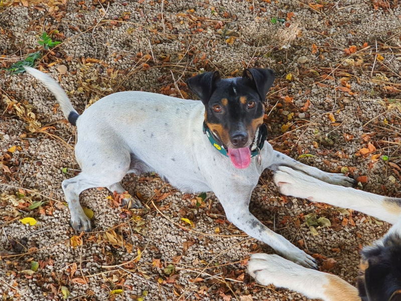Flori in SCAN Animal Shelter El Verger / Spain