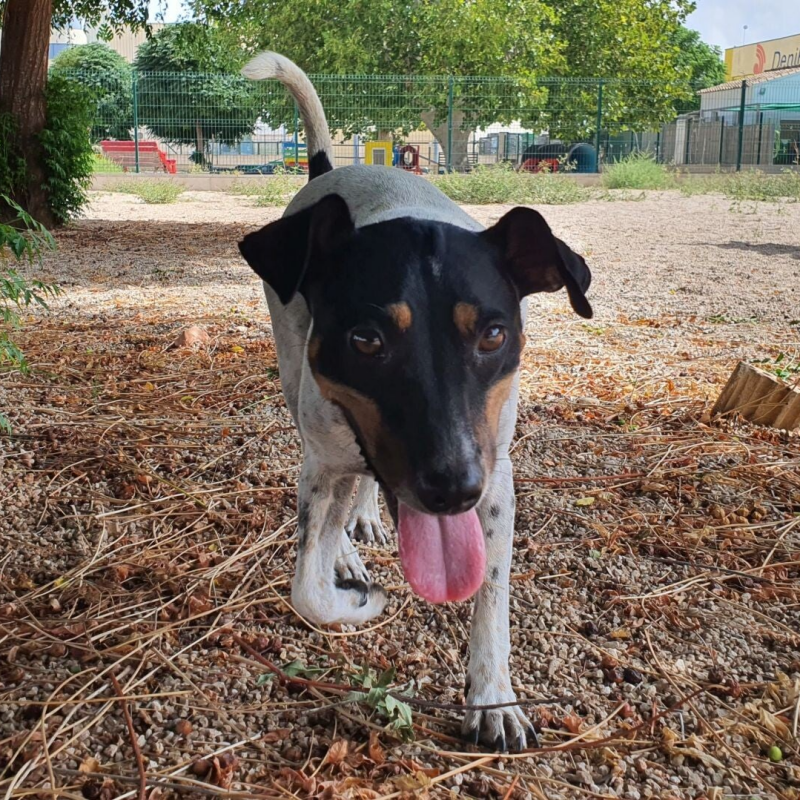 Flori in SCAN Animal Shelter El Verger / Spain
