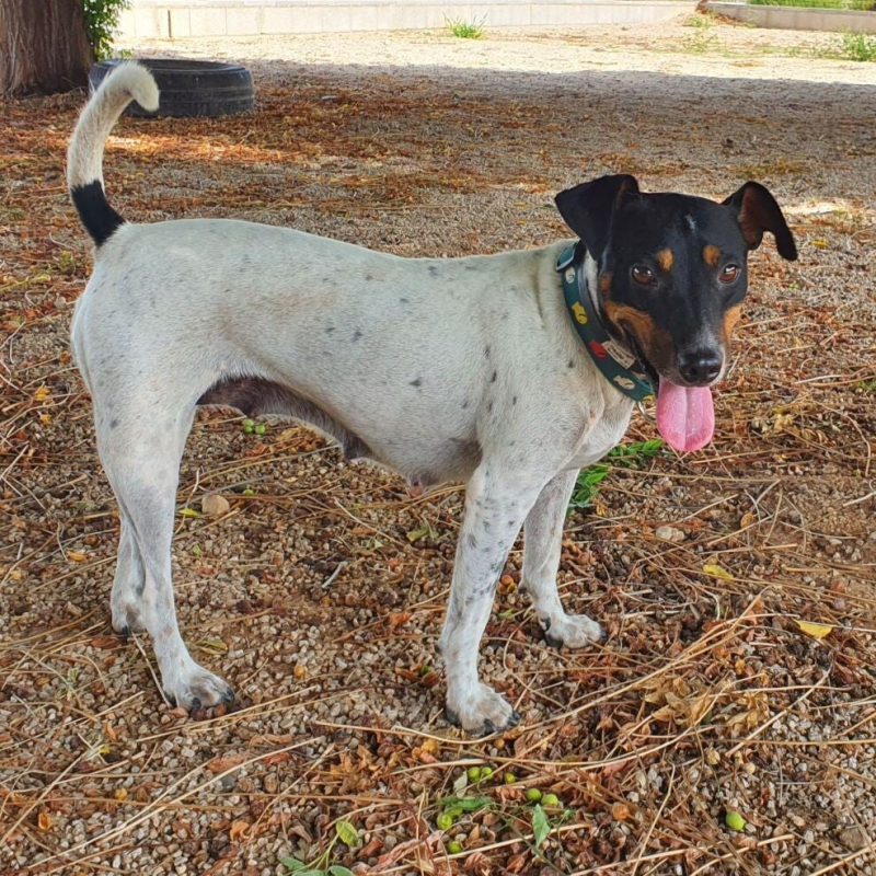 Flori in SCAN Animal Shelter El Verger / Spain