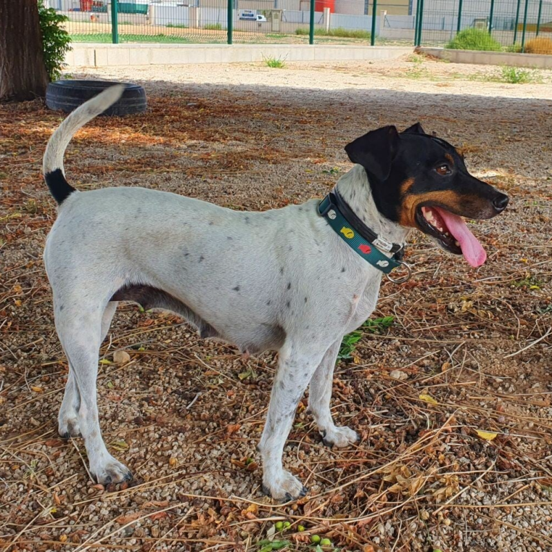 Flori in SCAN Animal Shelter El Verger / Spain