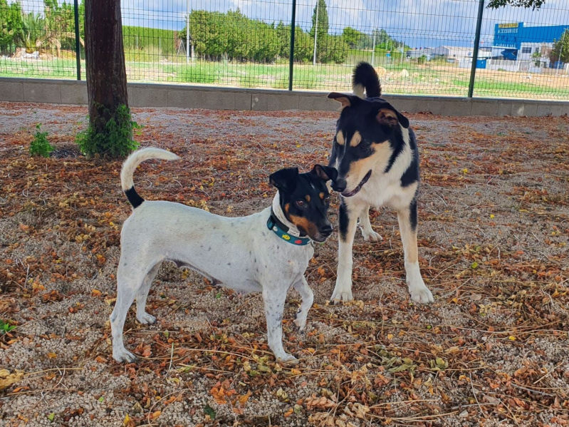 Flori in SCAN Animal Shelter El Verger / Spain