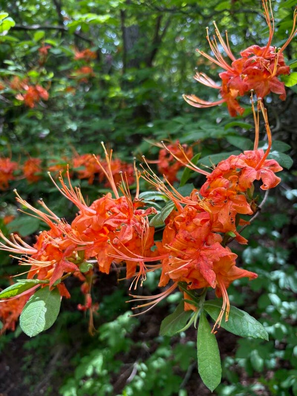 Donate or Sponsor a Rider LEVEL 3