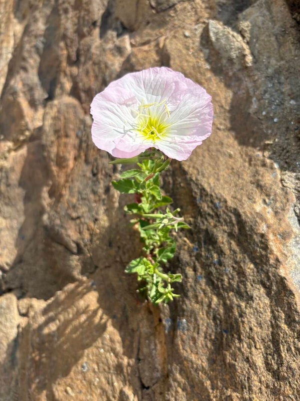 Donate / Sponsor a Rider LEVEL 1