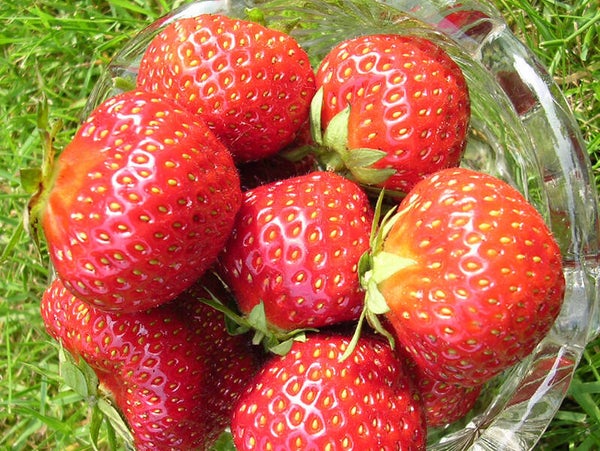 Soorten Aardbeienplanten