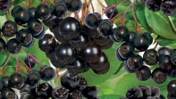 Appelbes - Aronia melanocarpa Appelbes (in pot)