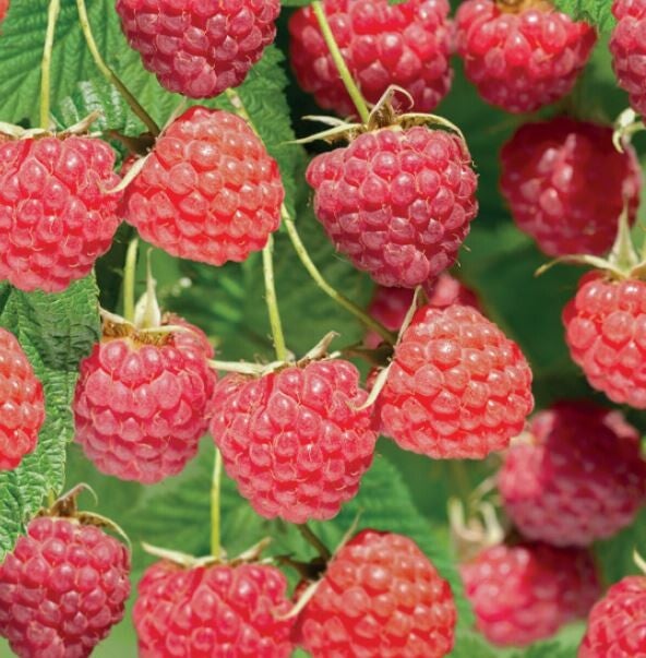 Framboos Autumn Bliss-Rubus idaeus Autumn Bliss (in pot)