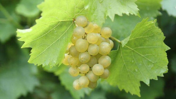 Druivelaar Bianca - Vitis vinifera Bianca (in pot)