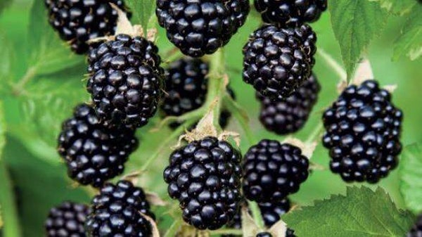 Braambes -Black Satin Rubus fruticosus Black Satin (in pot)