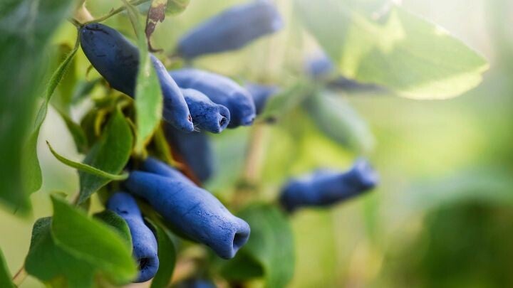 Blauwe honingbes -  Lonicera caerulea Kamtschatica (in pot)