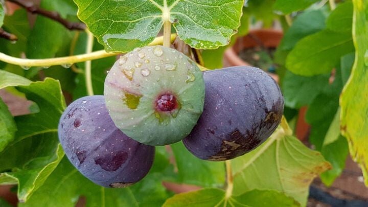 Vijg Brown Turkey Ficus carica Brown Turkey (in pot)