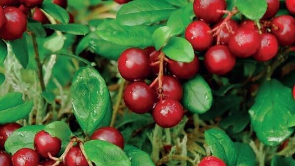 Cranberry Vaccinium macrocarpon Cranberry (in pot)