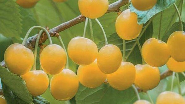 Kers Donissens Gold -Prunus avium Donissens Gold (in pot)