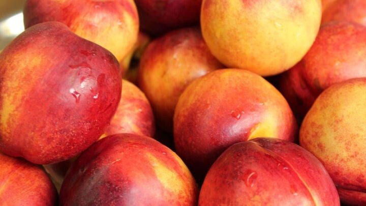 (Nectarine) Dwergnectarine  - Prunus persica nucipersica Dwergnectarine (in pot)