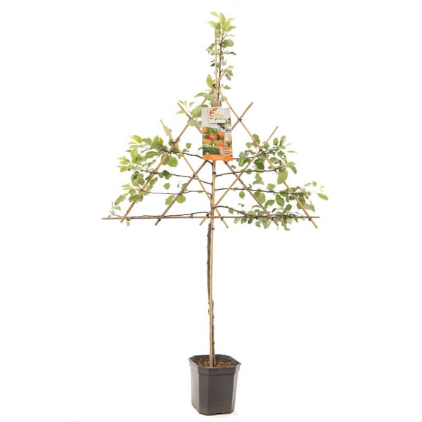 Appel James Grieve -Malus domestica James Grieve (in pot)