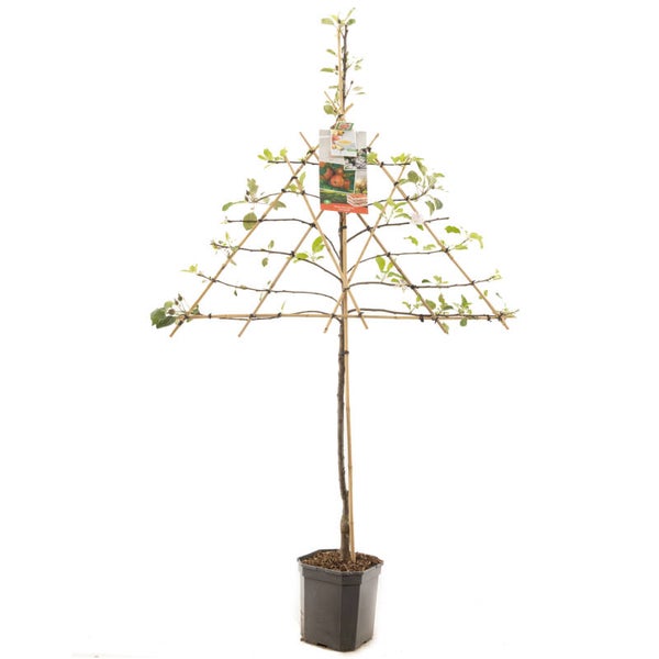 APPEL JONAGOLD-Malus domestica Jonagold (in pot)