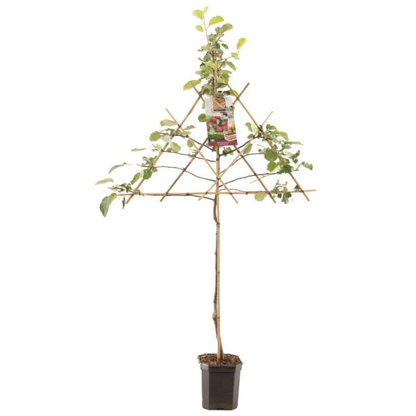 Appel Rode Boskoop-Malus domestica Rode Boskoop (in pot)