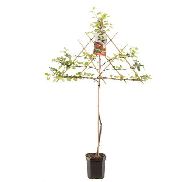 Appel Summerred -Malus domestica Summerred (in pot)