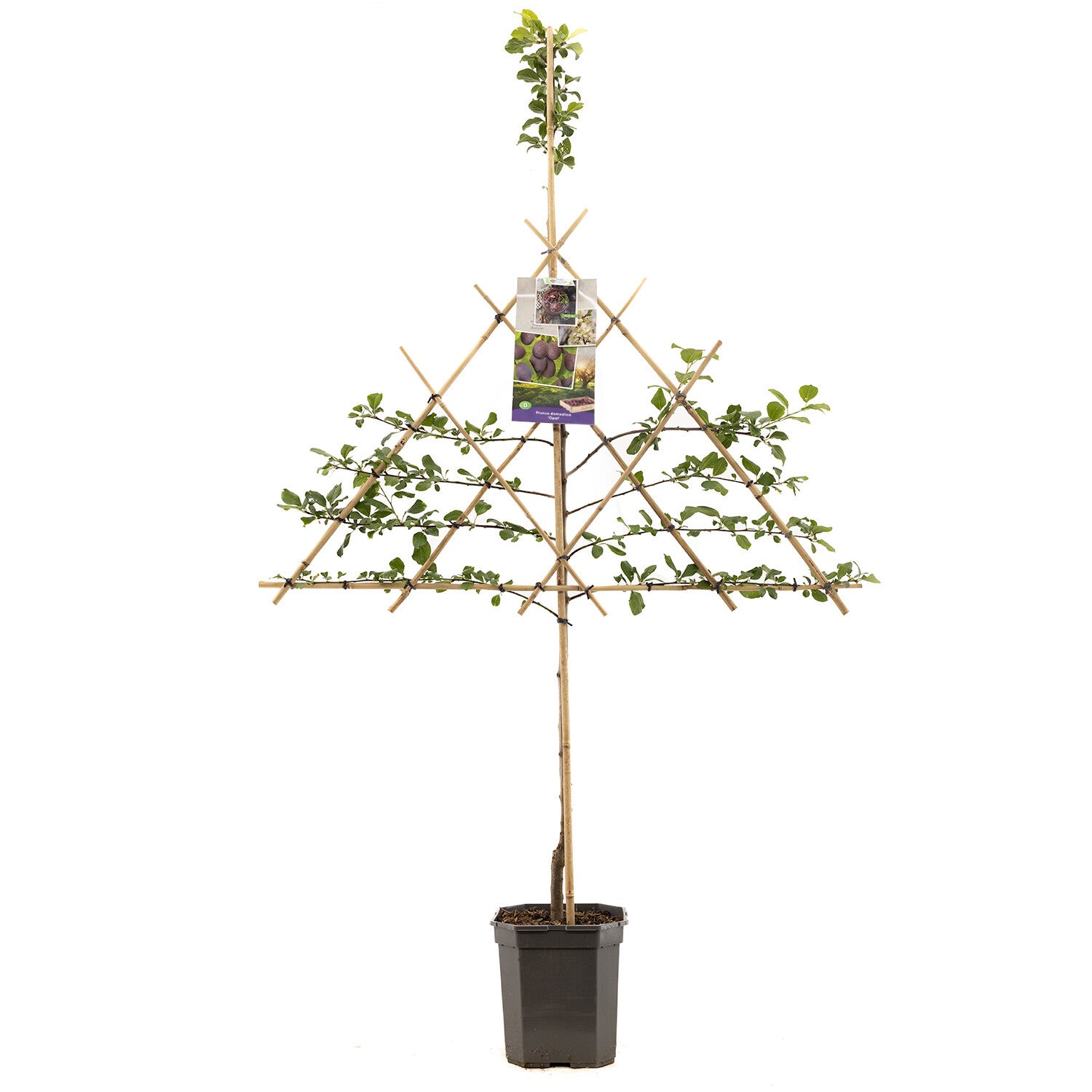 Pruim Opal - Prunus domestica Opal (in pot)