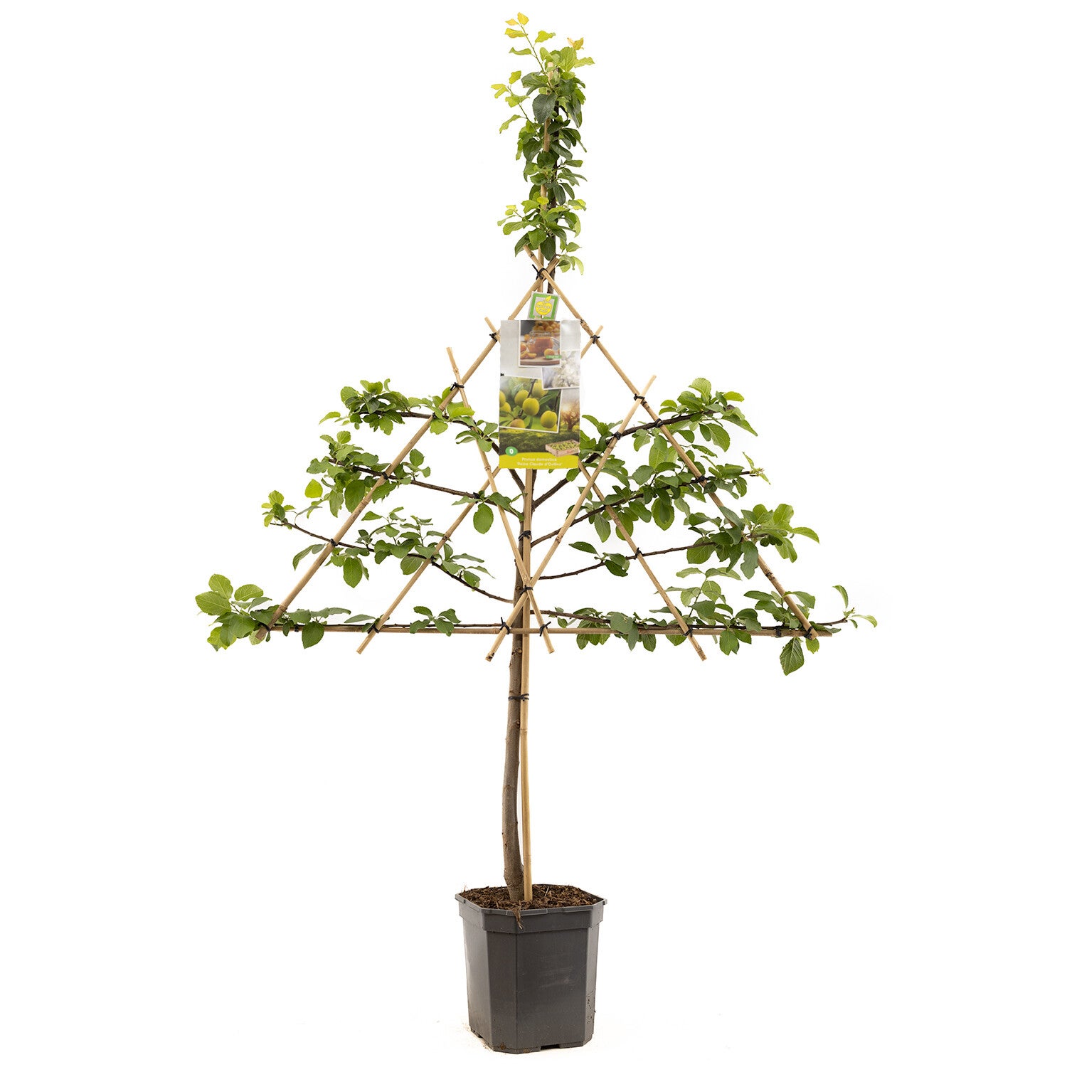 Pruim Reine Claude d’Oullins -Prunus domestica Reine Claude d'Oullins (in pot)