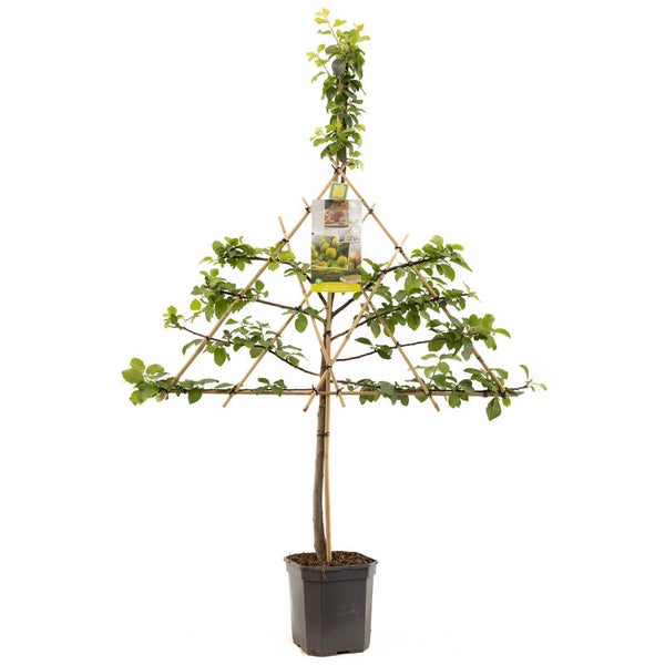 Pruim Reine Claude d’Oullins -Prunus domestica Reine Claude d'Oullins (in pot)