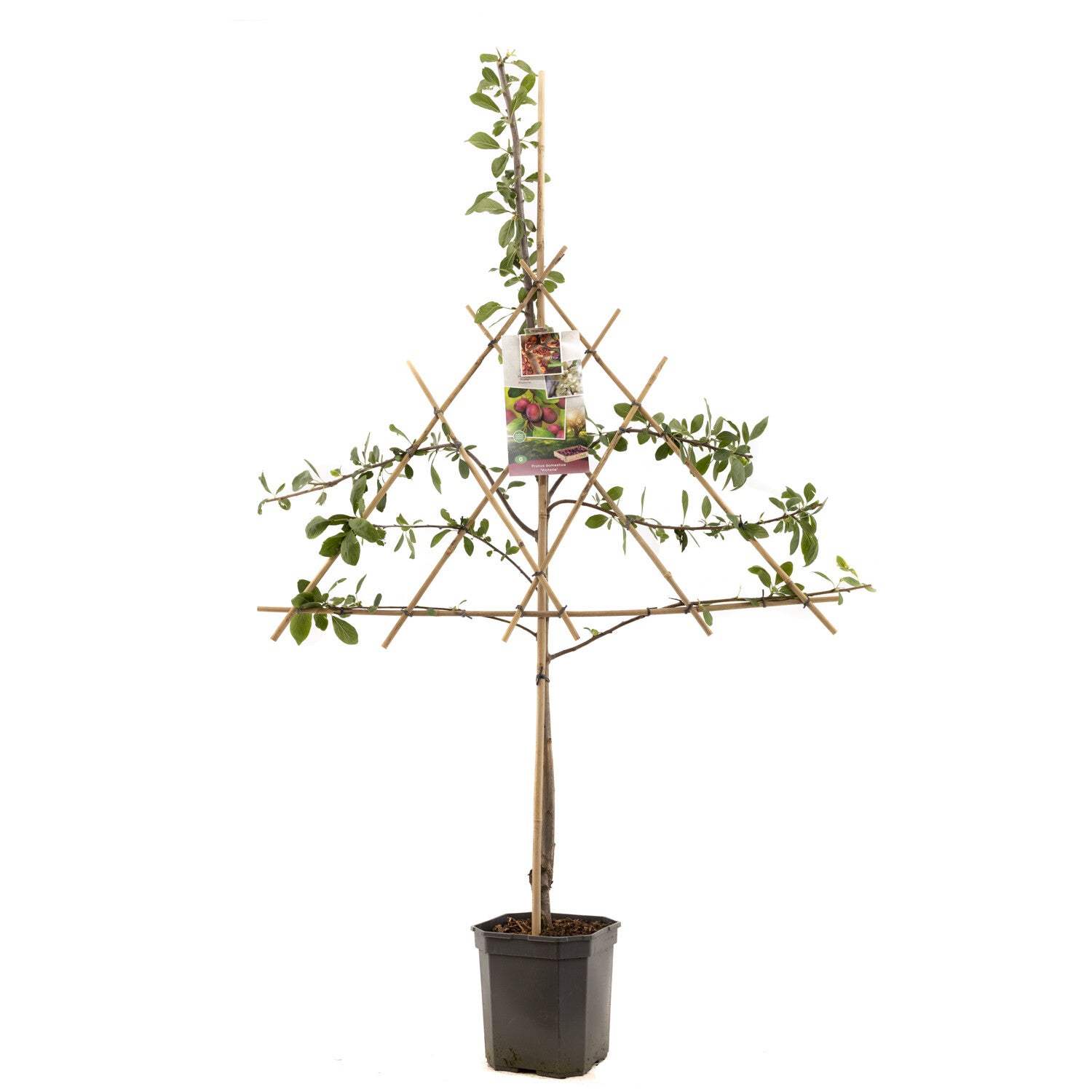 Pruim Victoria - Prunus domestica Victoria (in pot)
