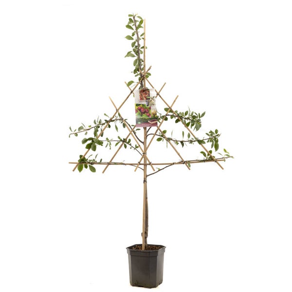 Pruim Victoria - Prunus domestica Victoria (in pot)