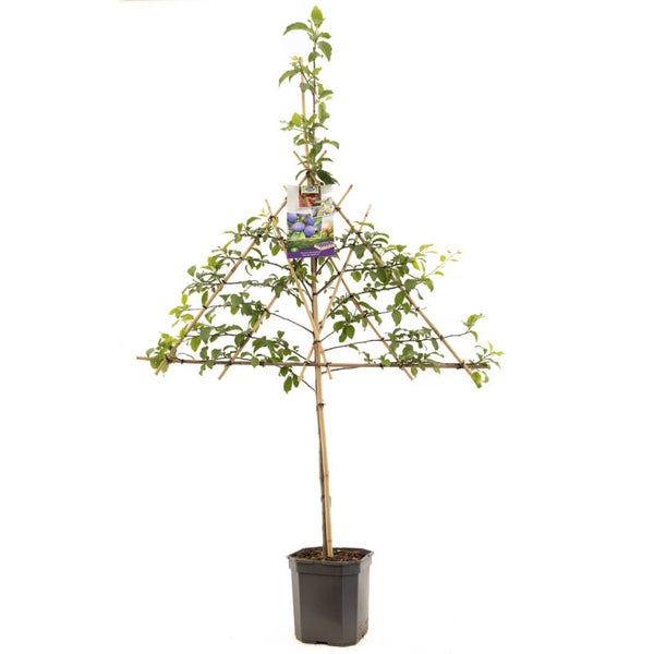 Pruim Hauszwetsche - Prunus domestica Hauszwetsche (in pot)