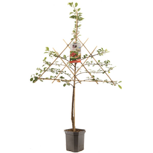 Kers Morel-Prunus avium Morel (in pot)