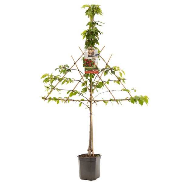 Kers Stella-Prunus avium Stella (in pot)