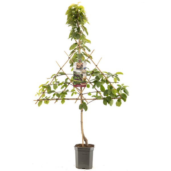 Kers Sunburst-Prunus avium Sunburst (in pot)